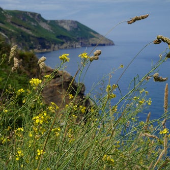 Wild cabbage and grasses growing on a coastal cliff overlooking the sea and rocky coastline.